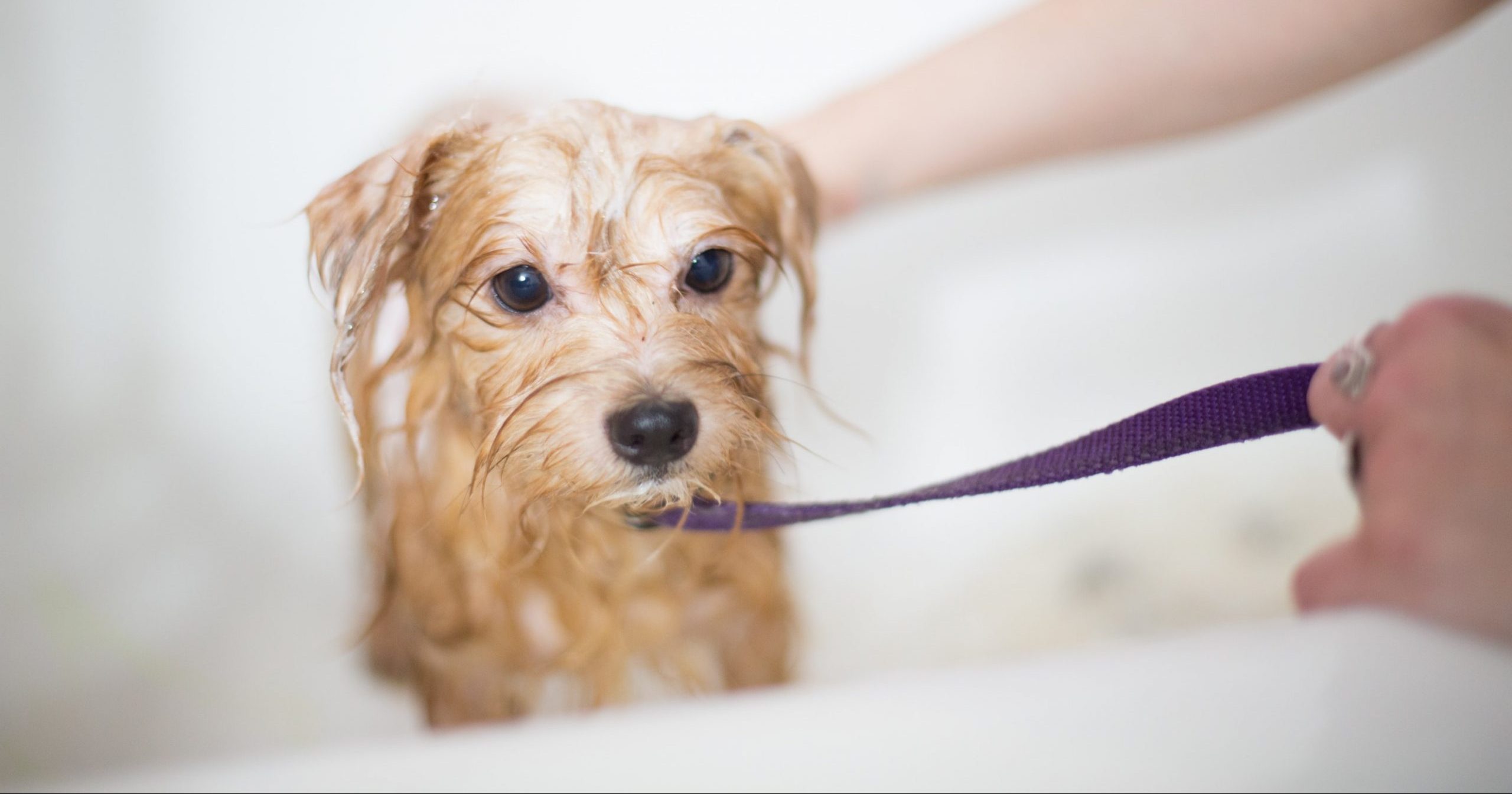 Dog Having A Bath at A Groomers