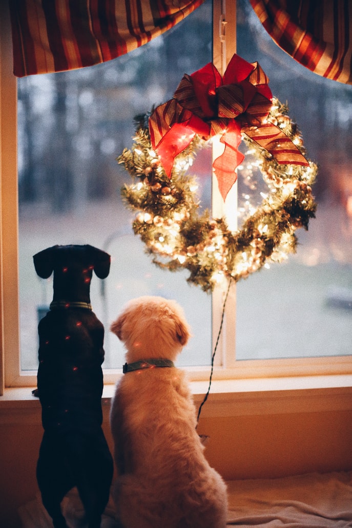 Dogs Enjoying Festive Season