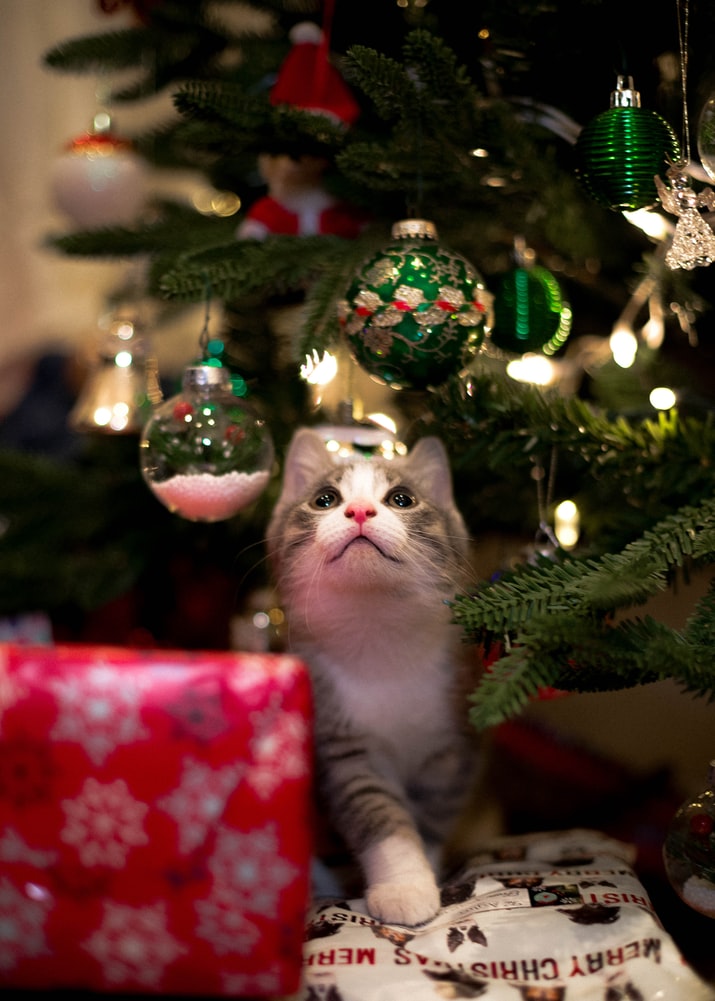 Cat Enjoying Festive Season