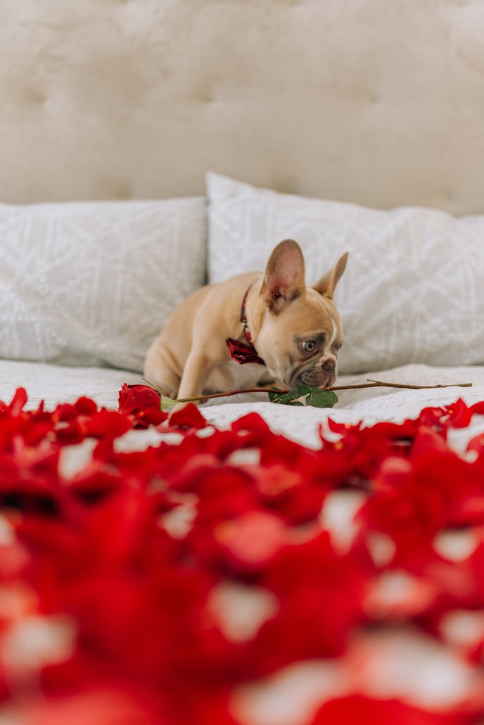 Pet Valentines Roses