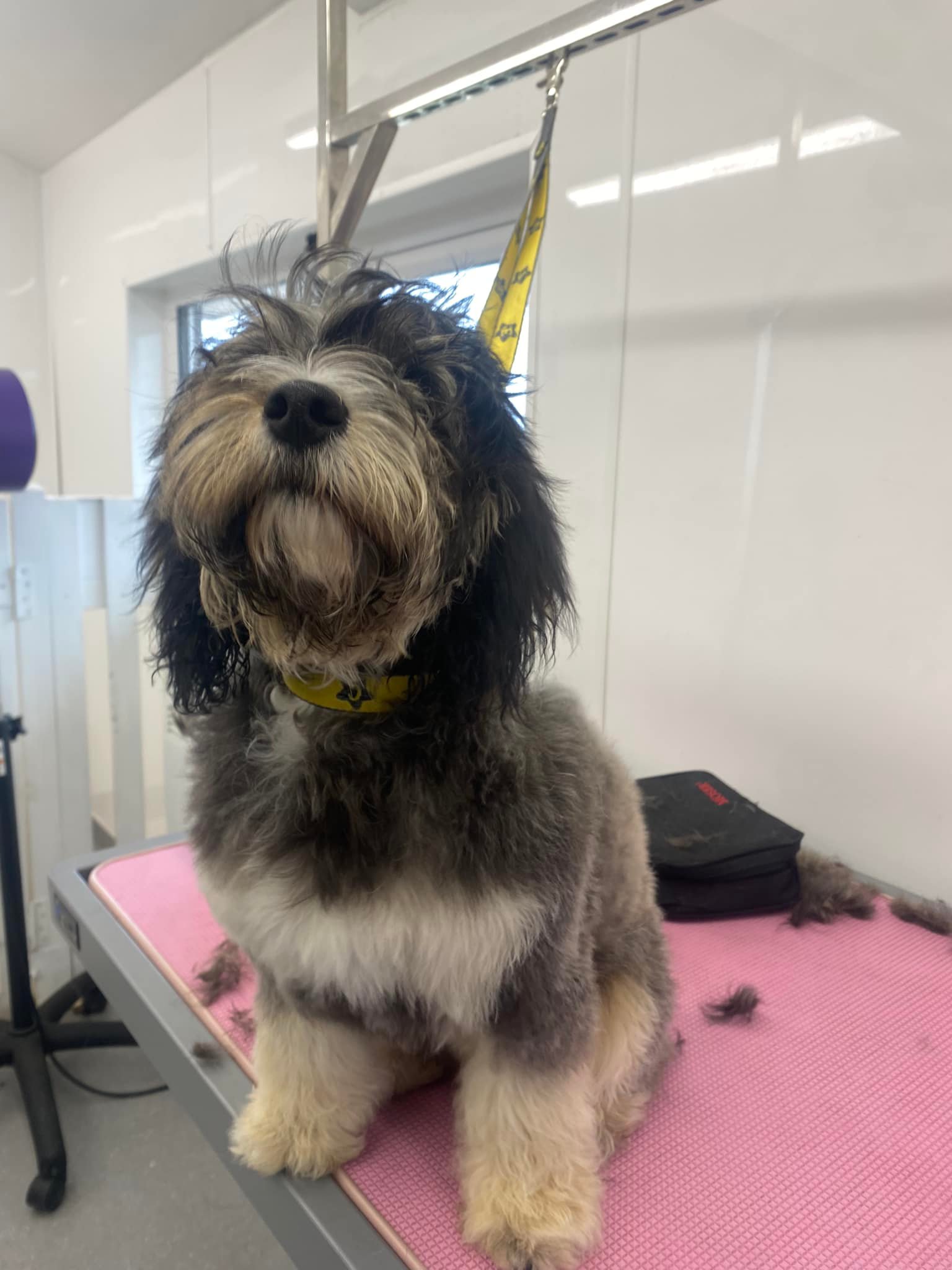 Dog Grooming At The Grange